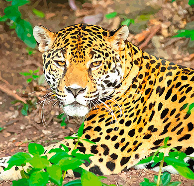 Jaguar Trecking 3 días y dos noches